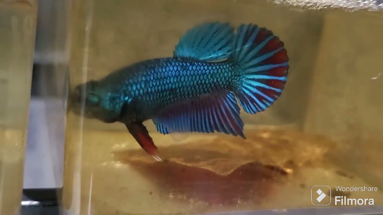 Los peces bettas tienen una cola que los identifican como bettas legítimos