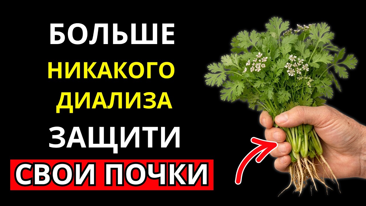 🌿 Нефролог раскрывает: 5 листьев, которые обращают почечную недостаточность и предотвращают диализ
