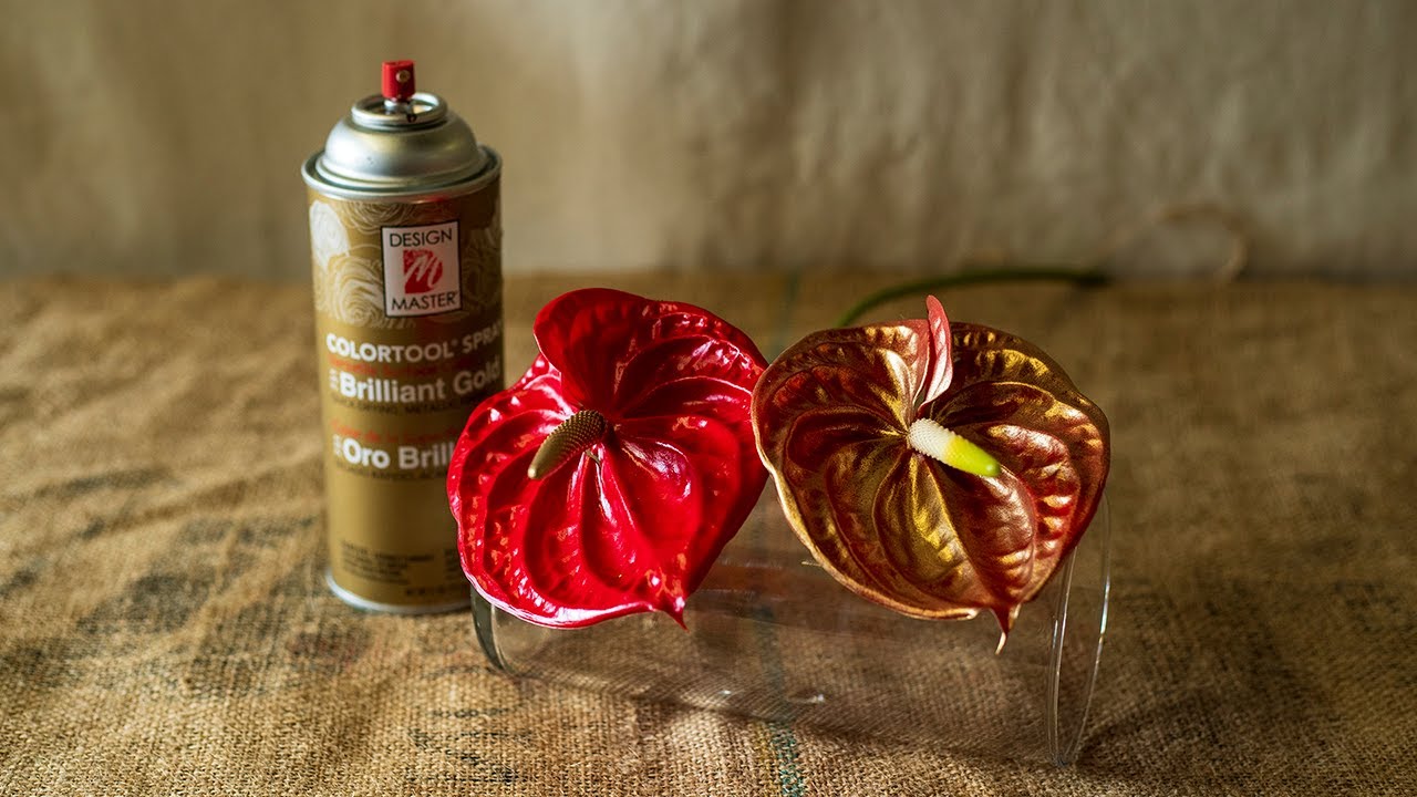 Color Enhancing Anthuriums