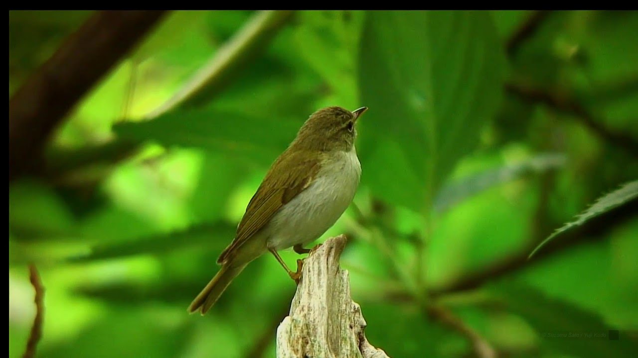 イイジマムシクイ（1）さえずり（三宅島） - Ijima's leaf-warbler - Wild Bird - 野鳥 動画図鑑