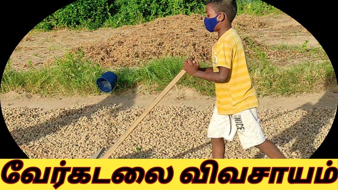 எங்க வீட்டு வேர்க்கடலை சாகுபடி 