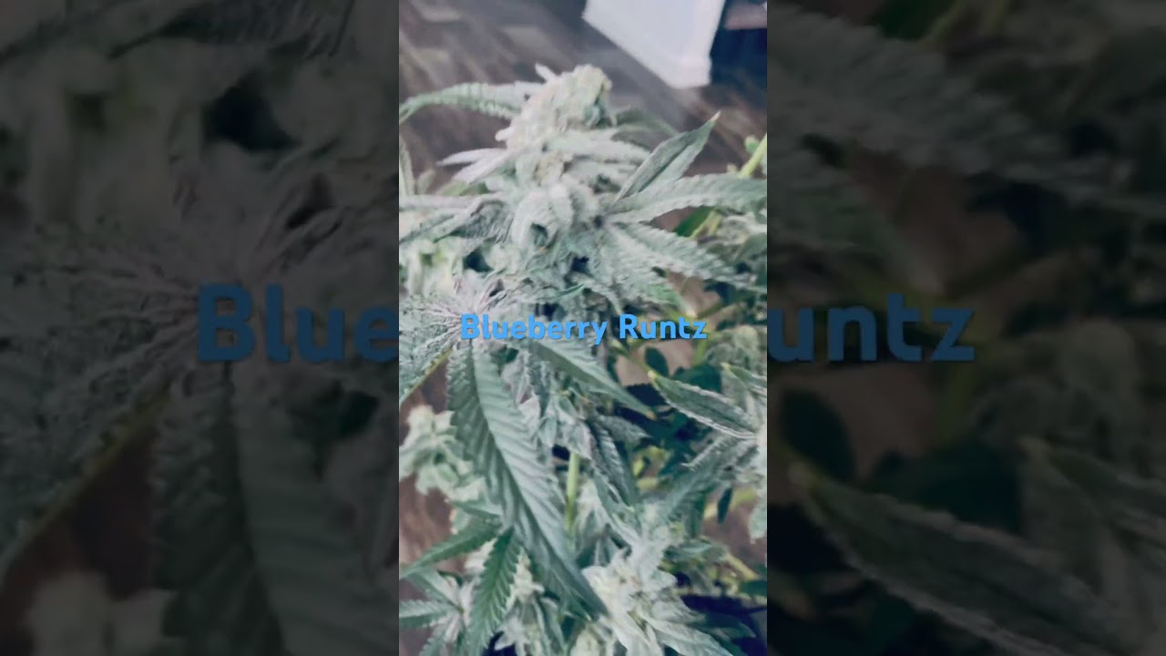 Blueberry Runtz -Day 60 - Chop Day 😁 #Acinfinity #homegrow #harvestday
