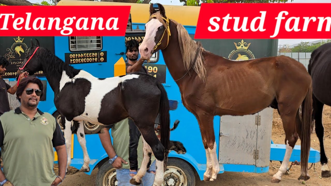 Telangana stud farm Hyderabad | marwadi horses | baby horse available | army boxes available