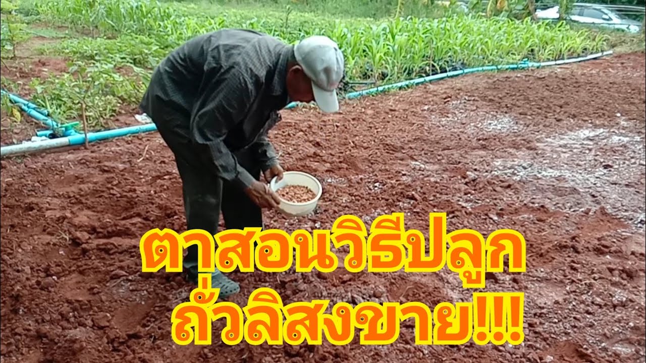 ตากับยายสอนวิธีปลูกถั่วลิสงขายอาชีพเสริมเพิ่มรายได้#แม่ไหมพาทำ