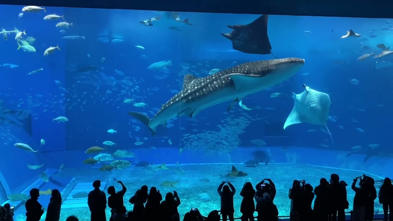 Churaumi Aquarium 美ら海沖縄水族館