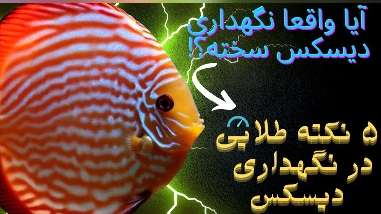 نگهداری ماهی دیسکس با رعایت این 5 نکته طلایی آسان میشود!🤩