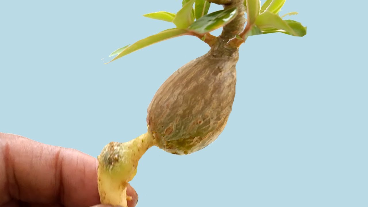 How to Make Adenium Bonsai of Peculiar Shape || Innovative Root Training