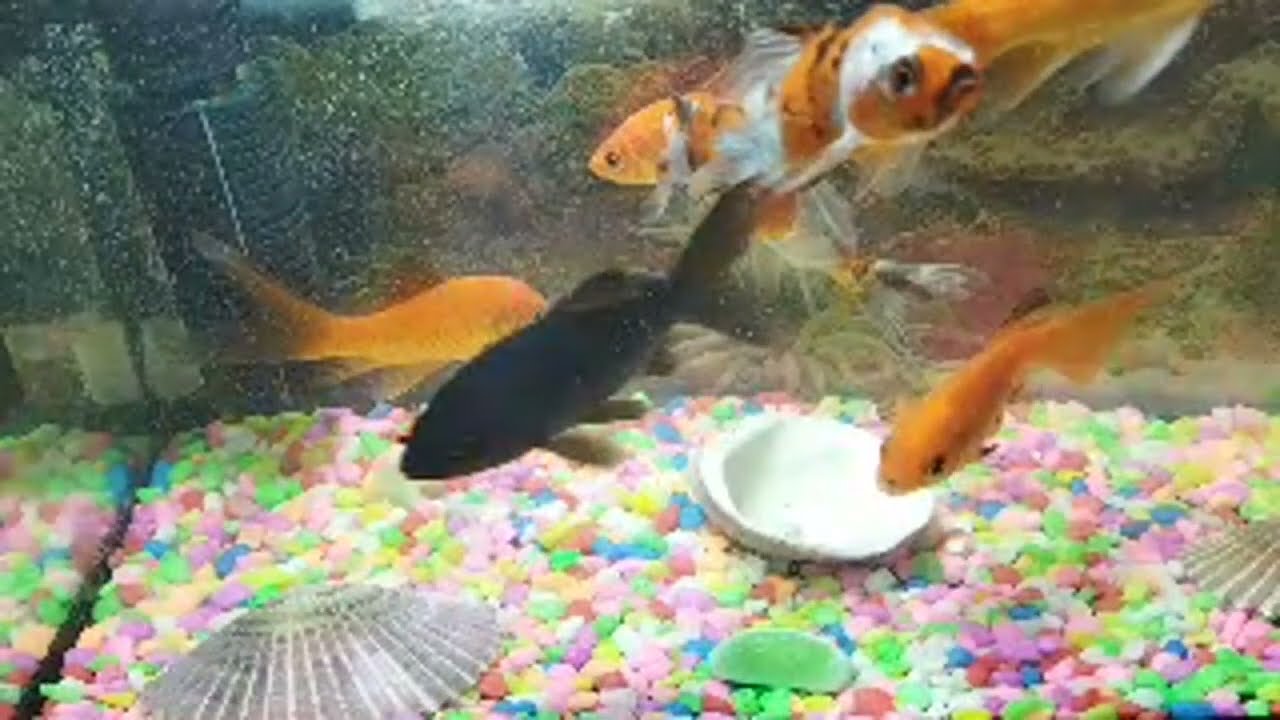 مرحبا بلجميع لمشاهدة 🐟🐟🐟🐟🐟🐟🐟🌻