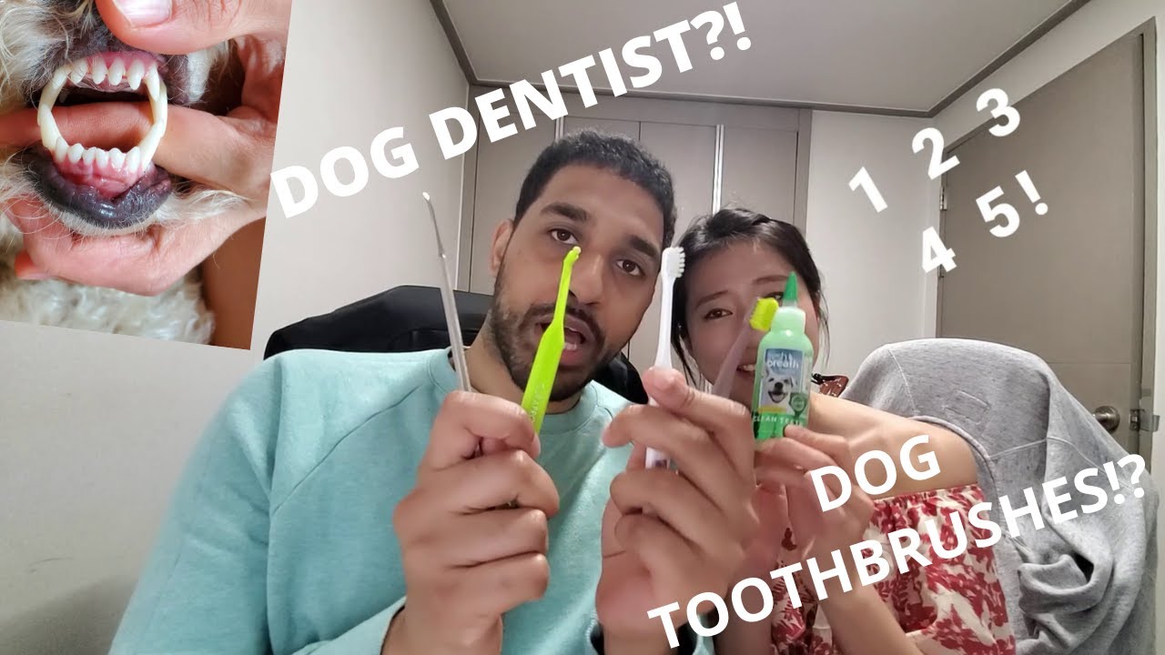 Dog Teeth Care: Going to the Dentist $$$ and Brushing Toby's Teeth; Gangnam, Seoul, Korea! Part 1