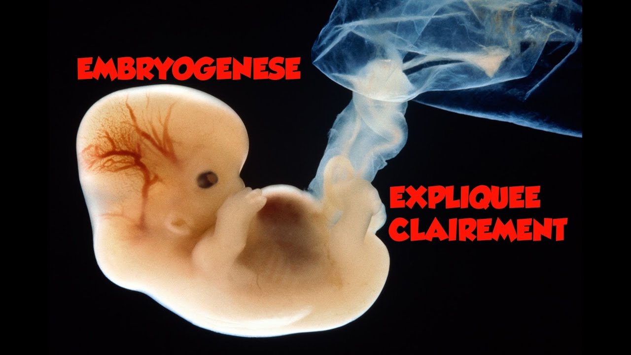 🔴 Dr Astuce - EMBRYOLOGIE EXPLIQUEE CLAIREMENT (PARTIE 2)