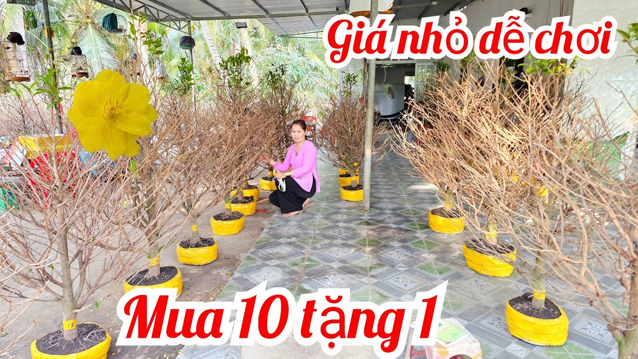 Tuyết Minh 📲O36878364O mai giảo Thủ Đức giá rẻ 25/2 mùng 9 Tết Chợ Gạo (@MaivàngQuêdừa)