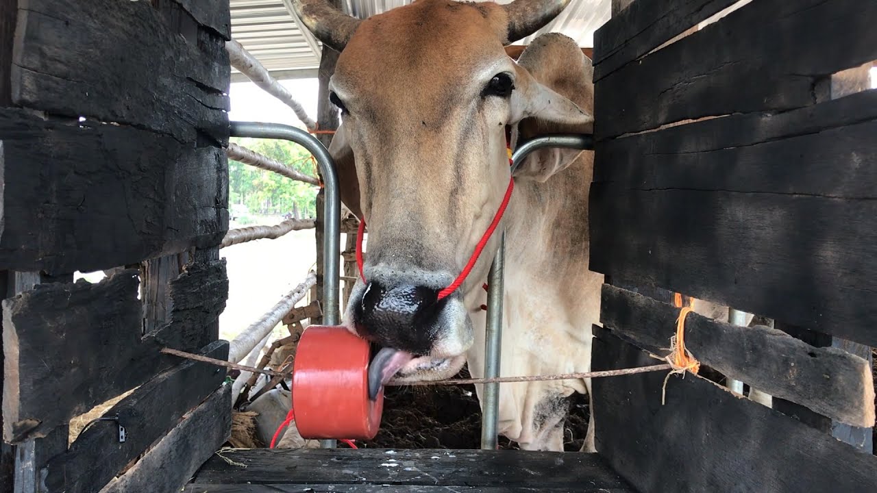 COW LICKING A SALT CUBE [ASMR] COW EATING SHOW | FARM COW | ANIMAL ASMR | EATING SOUND