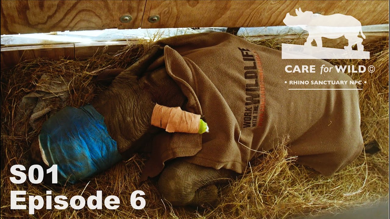 В приют Care for Wild прибыл новый детёныш носорога