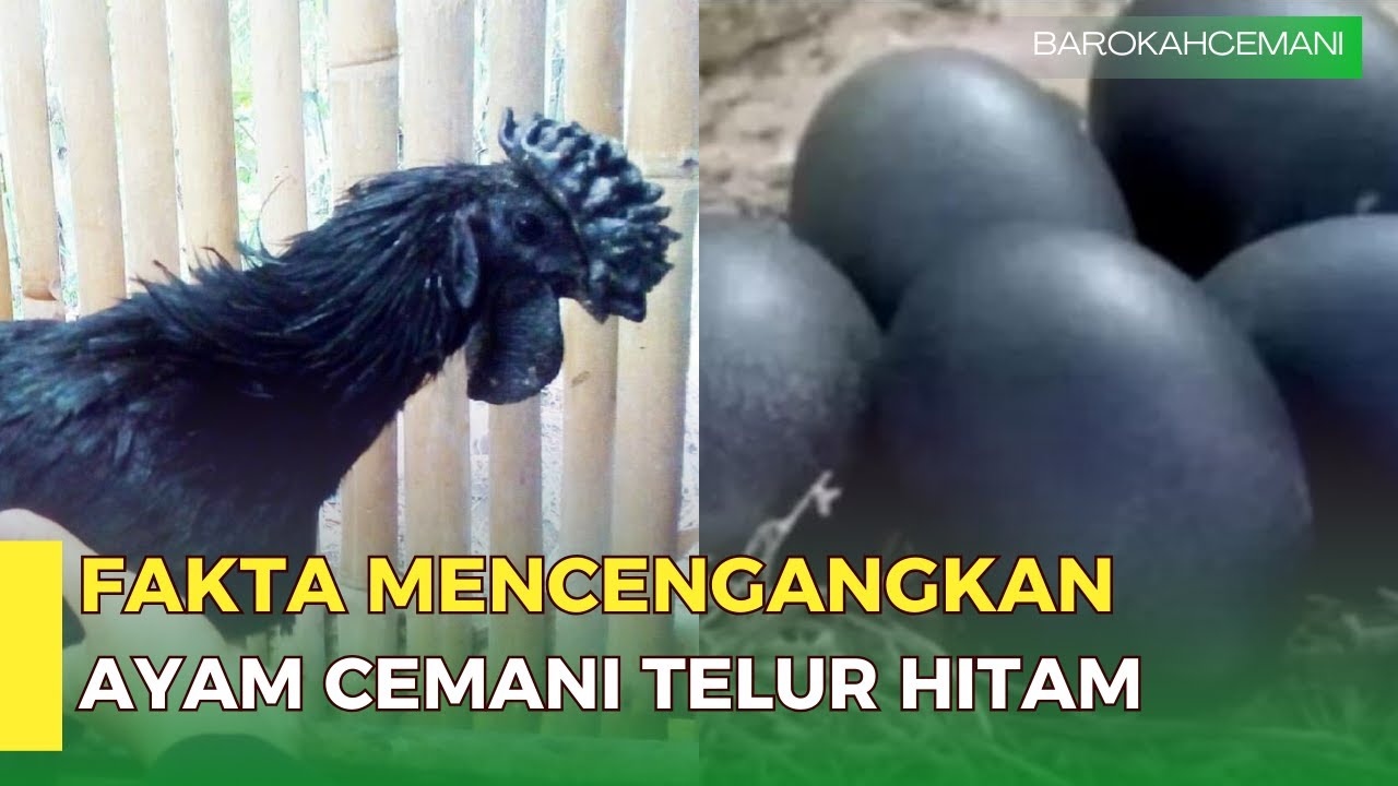 Fakta Mengejutkan tentang Telur Hitam Ayam Cemani
