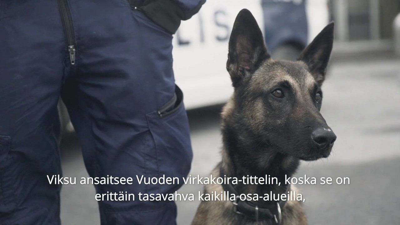 Vuoden poliisikoira 2019 Viksu