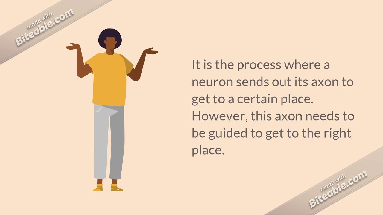 Axon Guidance