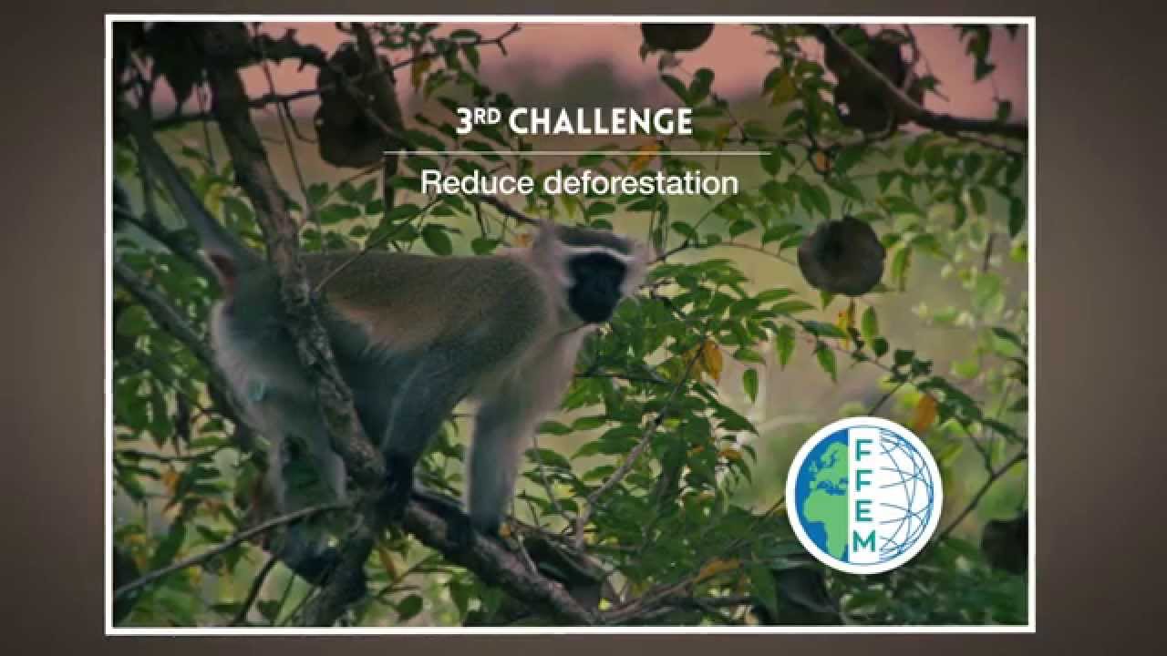 The Gilé National Reserve, in Mozambique - reduce deforestation /  FFEM