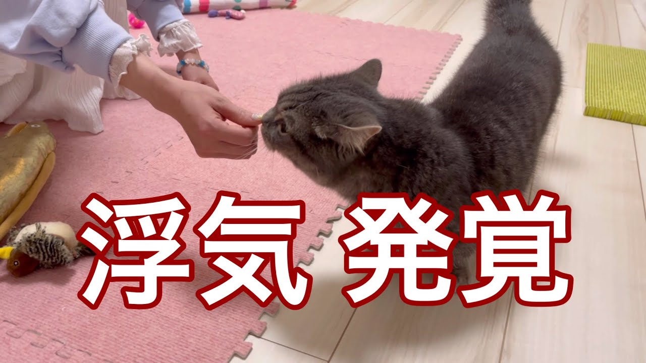 飼い主の浮気に気づいた猫がこうなりました...