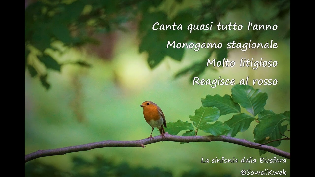 (La sinfonia della Biosfera) - Pettirosso