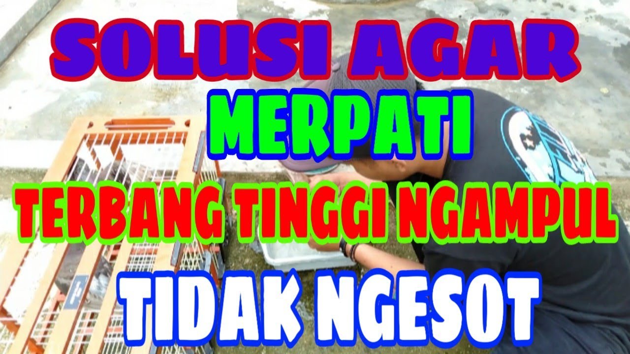 SOLUSI AGAR MERPATI TERBANG TINGGI