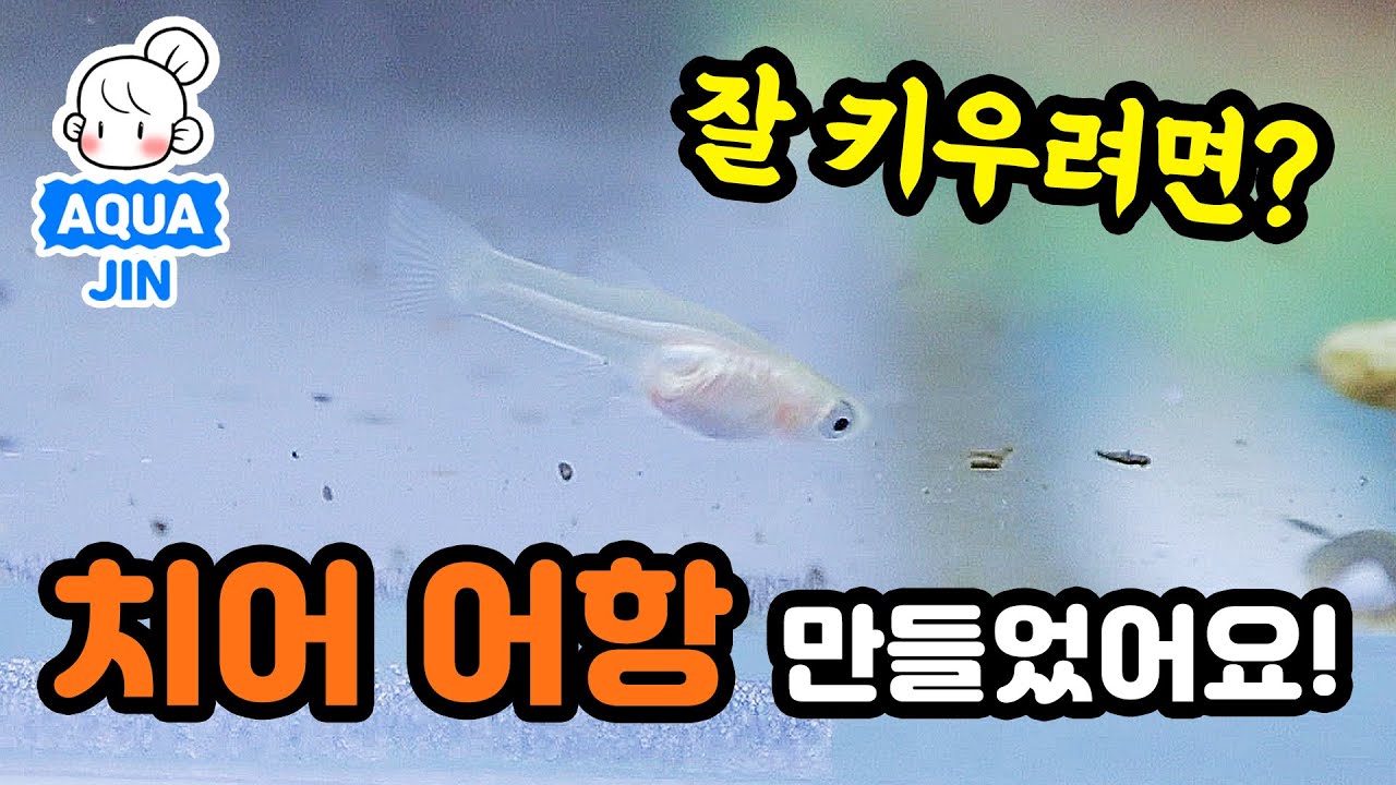 구피 치어 어항을 따로 만들어 준 이유?!😱 도저히 안되겠어요! 25 큐브 어항에 치어항 만들고 먹이주고 환수해요~!