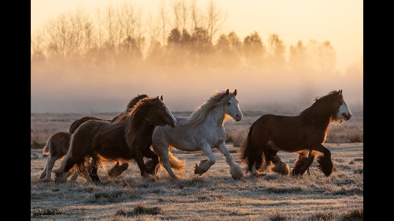 Roma Gold Gypsy Horses