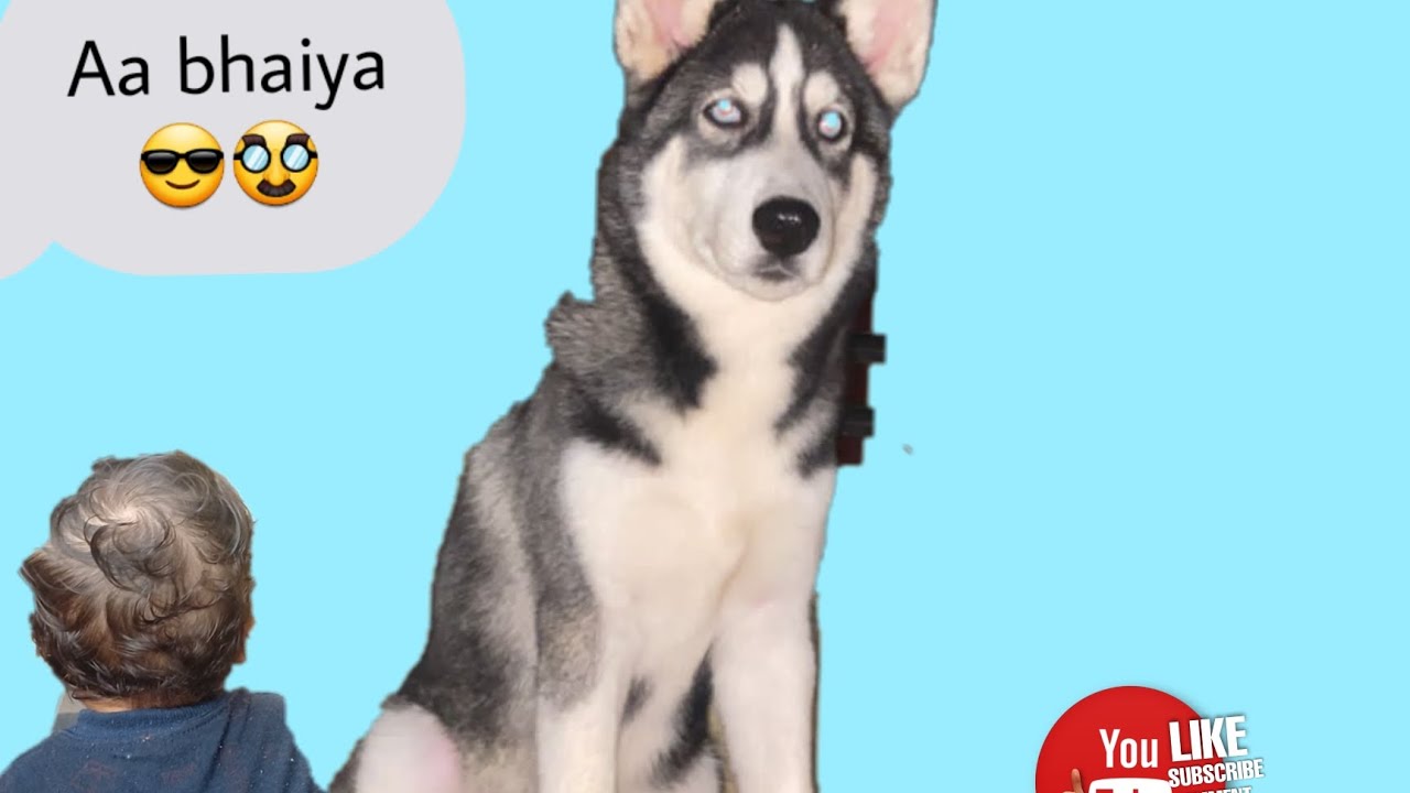 HUSKY Dog trending searches Vlog 