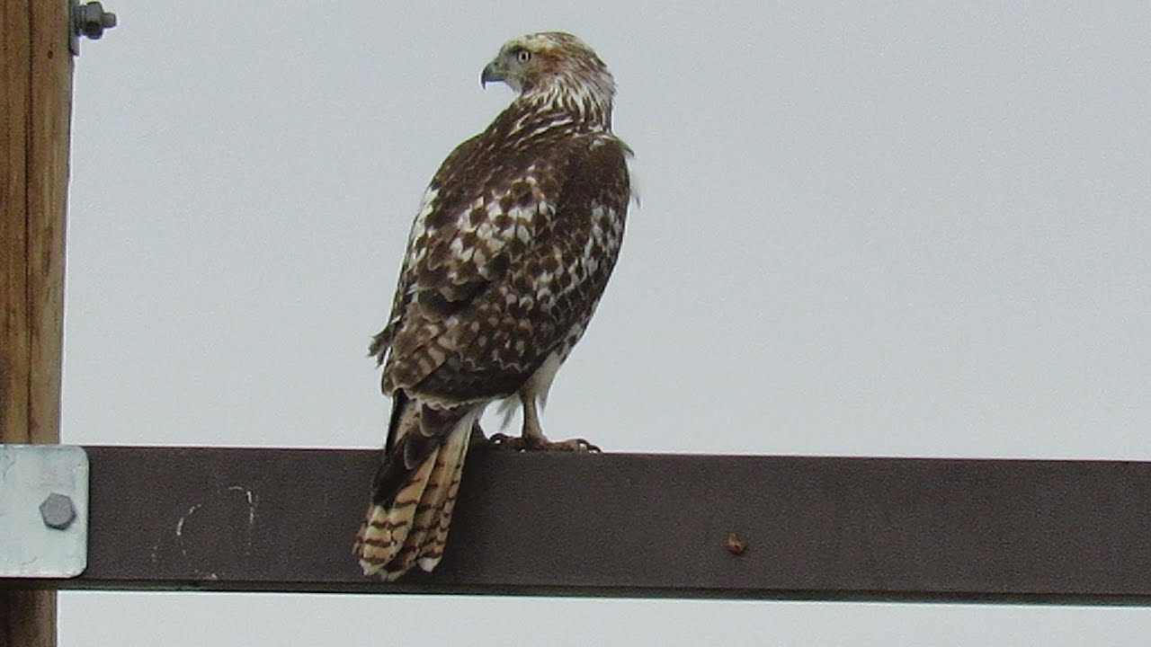 Two Brown and White Raptors: One Falcon, One Buteo