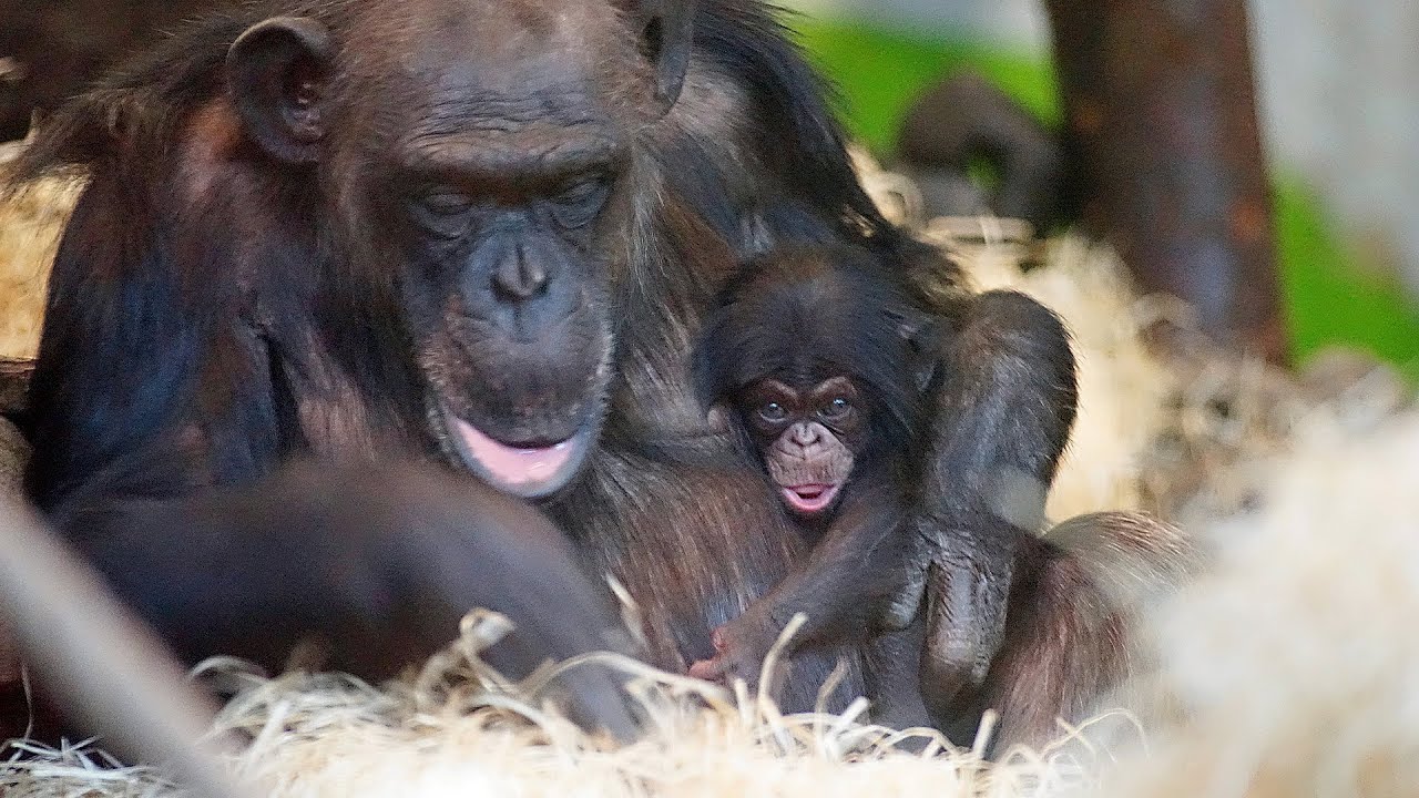 Baby chimp Kymani (Dierenrijk - 02/03/2023)