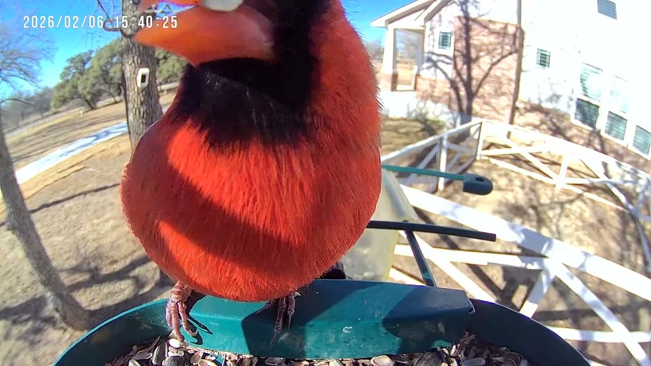 He Loves Safflower Seeds