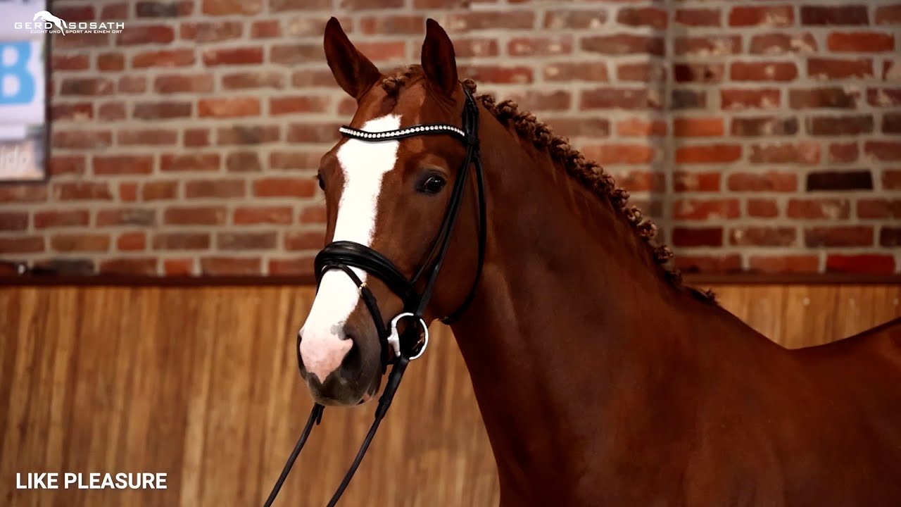Like Pleasure *2016 by For Pleasure x Toulon | Sosath Stallion Show 2023