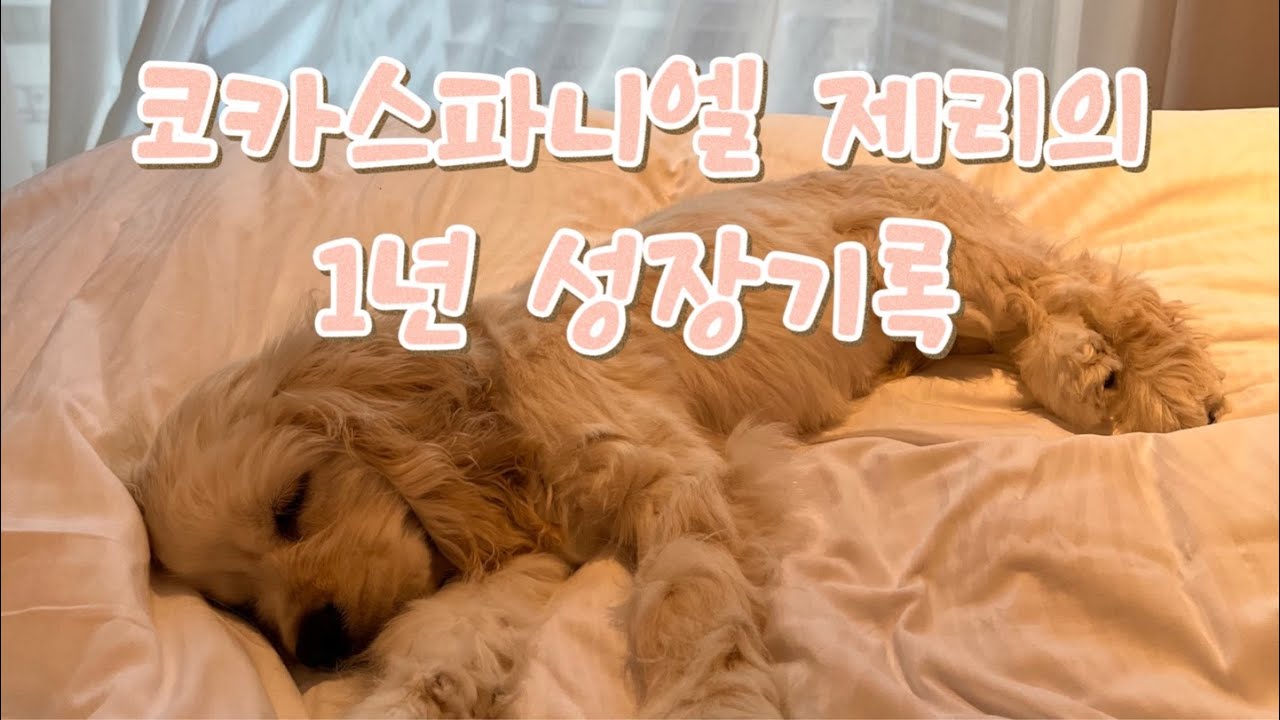 [제리로그] 코카스파니엘 제리 1년 성장기록/1살 강아지/아기코카