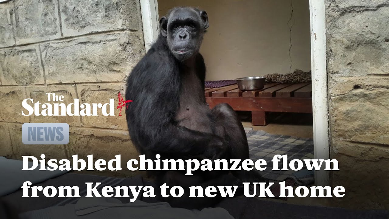 Disabled chimpanzee flown from Kenya to new home in Dorset