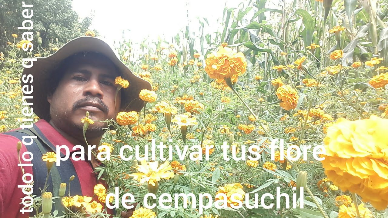 como y cuando sembrar la flor de cempasuchil sampoal o flor de muertos