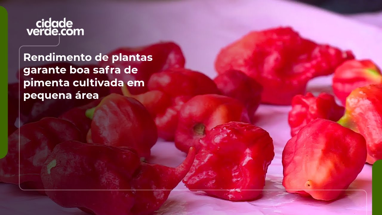 Rendimento de plantas garante boa safra de pimenta cultivada em pequena área