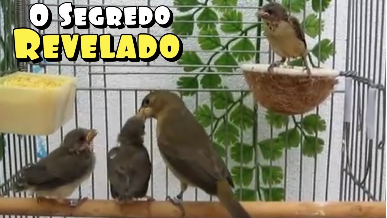 COMO REPRODUZIR COLEIRO E CONSEGUIR GALAR A FÊMEA QUE BOTA SEM PEDIR GALA