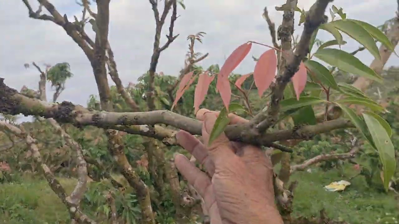 @ Vườn vải bị thiếu lá trầm trọng 