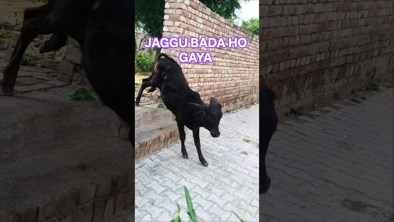 I Fed a Huge Cow&hellip; Her Reaction Melted My Heart 😍 #Shorts #animals #cowlove