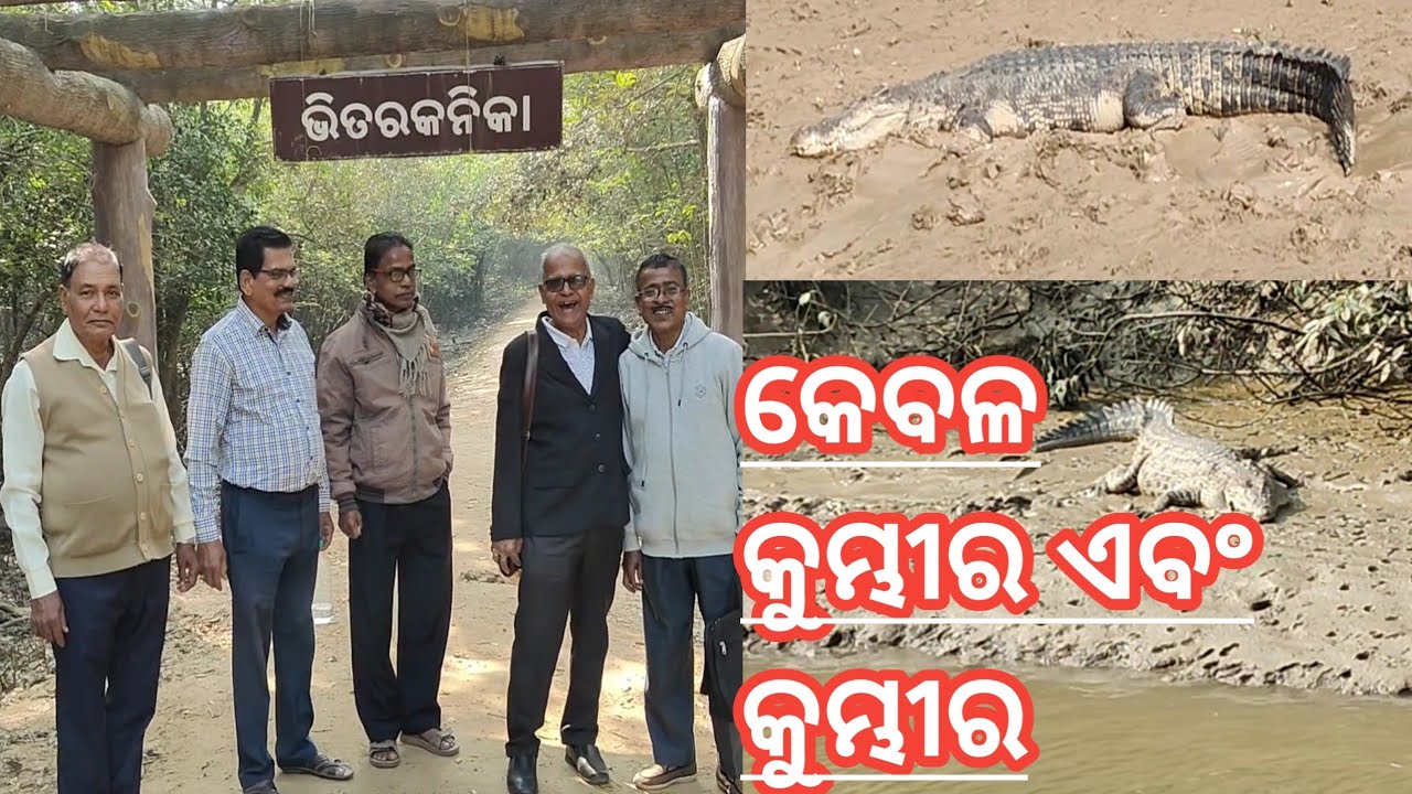 ଭିତର କନିକା ରେ କେବଳ କୁମ୍ଭୀର ଏବଂ କୁମ୍ଭୀର ! Bhitar Kanika.