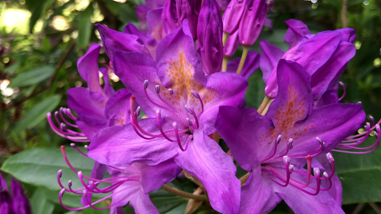 Rhododendron 'Lee's Dark Purple' - flowers close up - May 2020