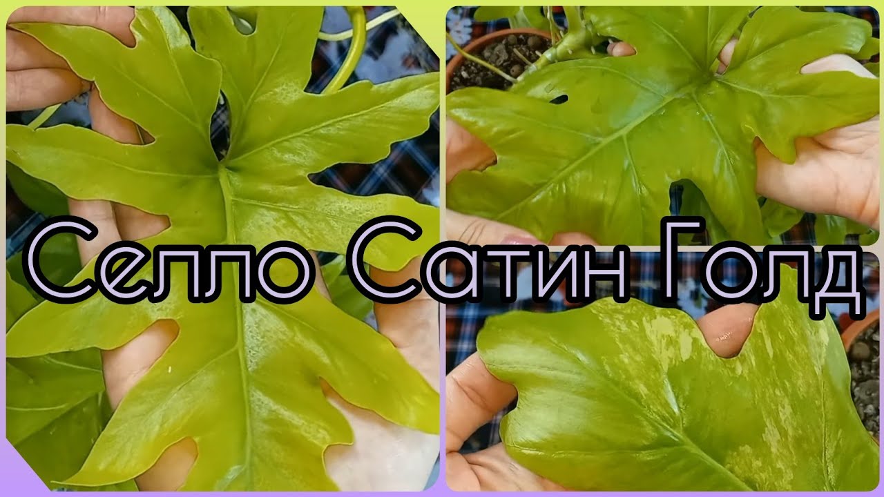 ФИЛОДЕНДРОН Селло Сатин ГОЛД💚При размножении потерял почти все листья, но какие корни!💚Вариегатность