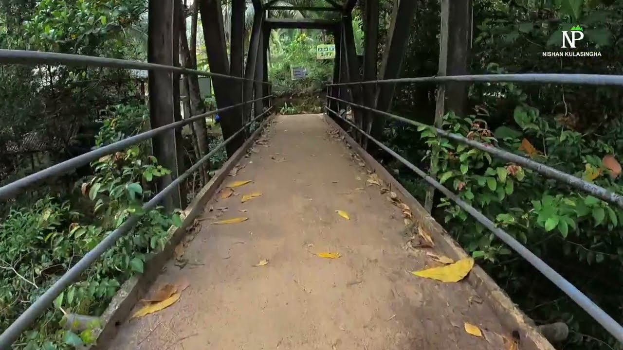 Sinharaja Rain Forest - Pitadeniya Entrance Bridge