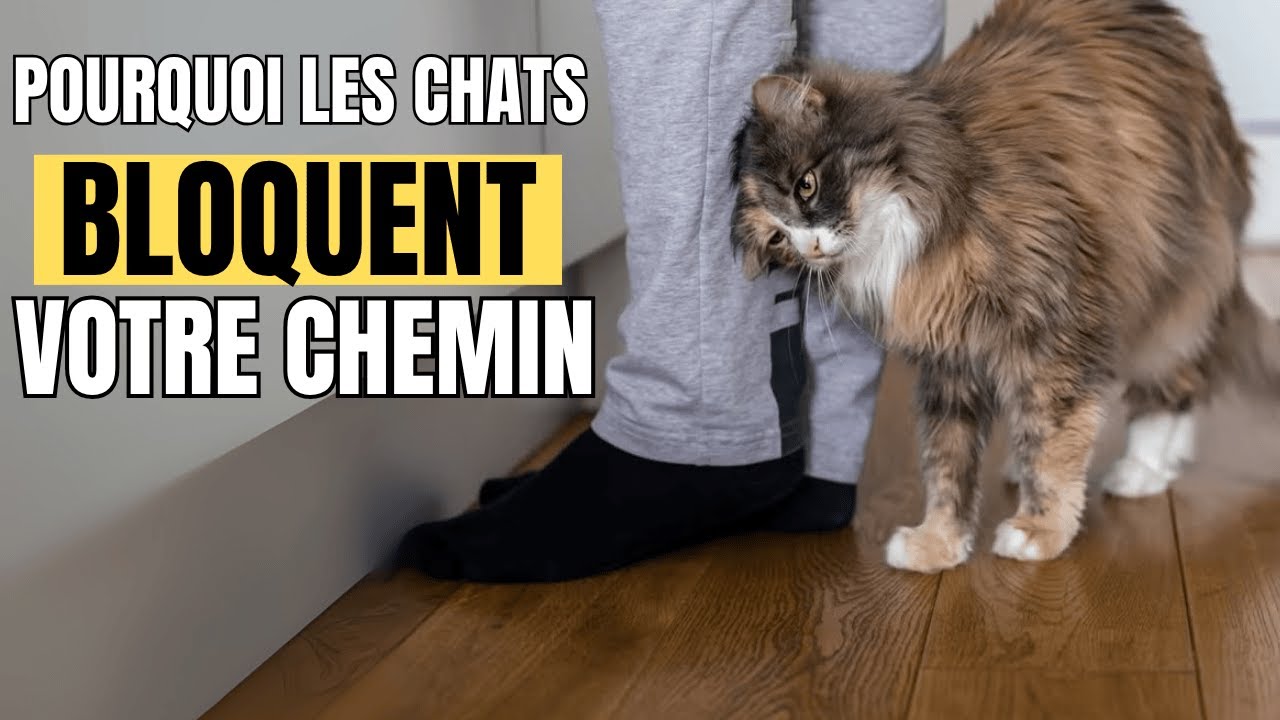 Pourquoi mon chat bloque-t-il mon chemin ? La v&eacute;rit&eacute; choquante r&eacute;v&eacute;l&eacute;e !