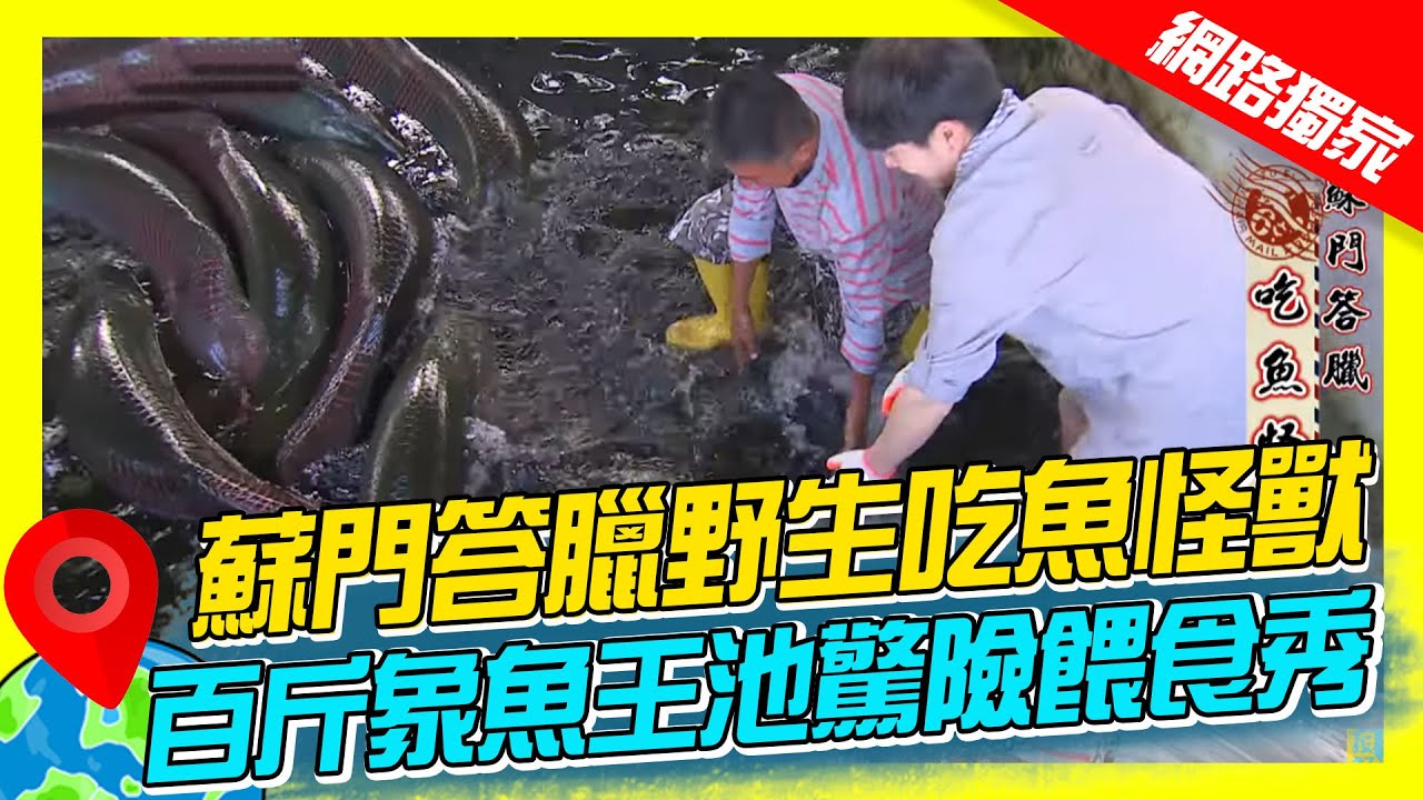 【印尼】蘇門答臘野生吃魚怪獸 百斤象魚王池驚險餵食秀｜《世界第一等》868集精華版 #世界該去哪