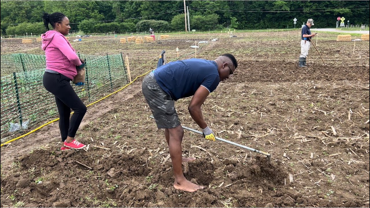PLANTING AFRICAN FOODS (SAGA,MAIZE,MANAGU,KUNDE) IN AMERICA//SUMMER TIME🥵