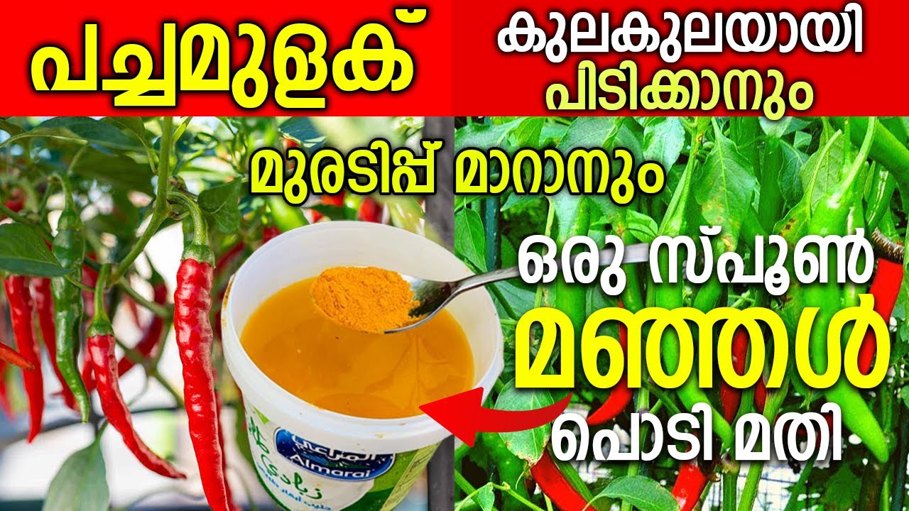 കീടബാധ ഇല്ലാതെ പച്ചമുളക്‌ കുലകുലയായി പിടിക്കാൻ അടുക്കളയിലെ മഞ്ഞൾ പൊടി മതി| Green Chilli Farming