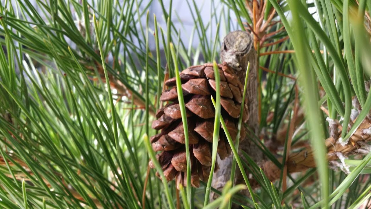 Semillas de pino - Conseguirlas y plantarlas