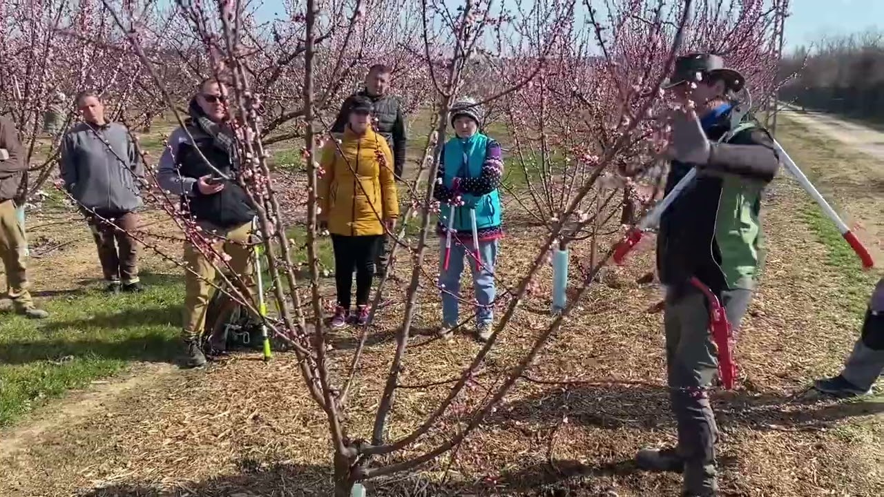 Kosztka Ernő gyümölcsösében jártam, ahol éppen sárgabarackfa metszést tanított…