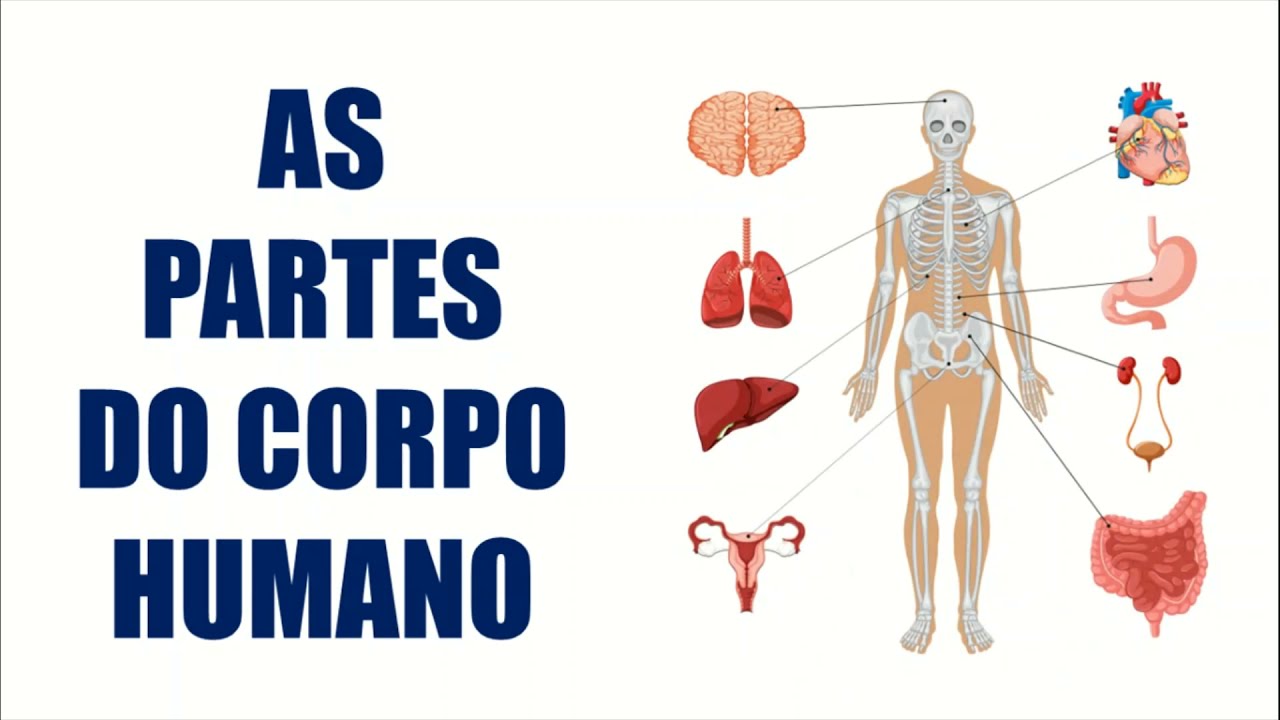 AS PARTES DO CORPO HUMANO | RESUMO ESCOLAR