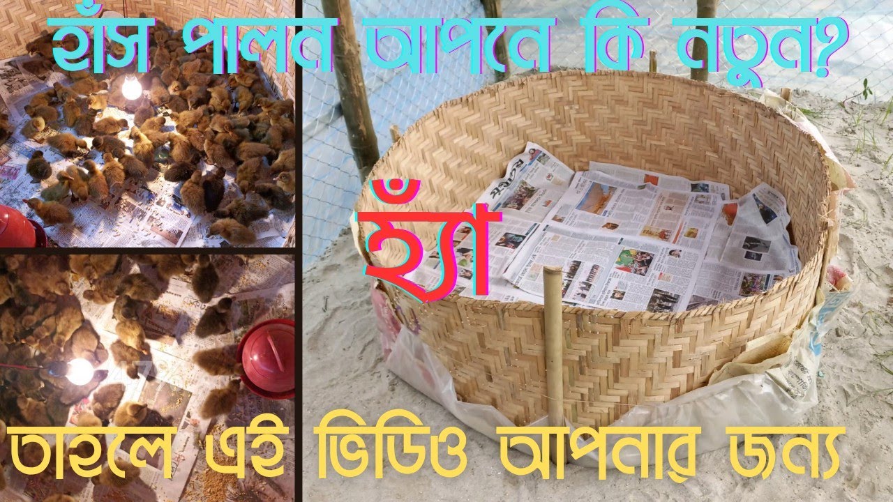 হাঁস পালন পদ্ধতি Duck rearing method @FieldfreshAgro